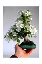 Tohum Dünyam Beyaz Zakkum Bonzai Ağacı Tohumu 5 Adet Bonsai Ağacı Tohumu - 2