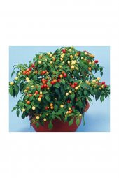 Tohum Dünyam Acı Yakan Top Süs Biberi Tohumu 15 Adet Biber Tohumu thumbnail 2