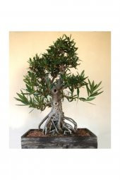 Tohum Dünyam Beyaz Zakkum Bonzai Ağacı Tohumu 5 Adet Bonsai Ağacı Tohumu - 3