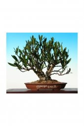Tohum Dünyam Beyaz Zakkum Bonzai Ağacı Tohumu 5 Adet Bonsai Ağacı Tohumu - 4