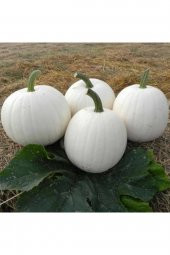 Tohum Dünyam 5 Adet Beyaz Amerikan Bal Kabağı Tohumu - 1