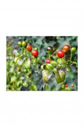 Tohum Dünyam Acı Yakan Top Süs Biberi Tohumu 15 Adet Biber Tohumu thumbnail 4