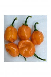 Tohum Dünyam Çok Acı Habanero Biberi Tohumu 5 Adet Tohum Biber Tohumu - 2