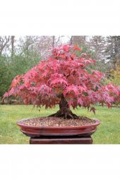 Tohum Dünyam Bodur Japon Redwood Bonzai Ağacı Tohumu 5 Adet Bonsai Ağacı Tohumu - 2