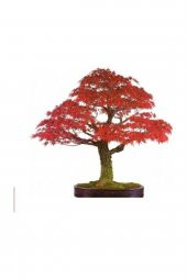 Tohum Dünyam Bodur Flamingo Bonzai Ağacı Tohumu 5 Adet Bonsai Ağacı Tohumu - 1