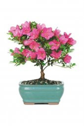 Tohum Dünyam Orkide Bonzai Ağacı Tohumu 5 Adet Bonsai Ağacı Tohumu - 1