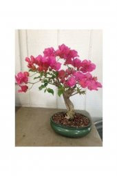 Tohum Dünyam Orkide Bonzai Ağacı Tohumu 5 Adet Bonsai Ağacı Tohumu - 2