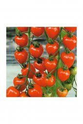 Tohum Dünyam Çilek Domatesi Tohumu 5 Adet Tohum Tometoberry Domates Tohumu - 2
