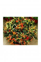 Tohum Dünyam Acı Burbiye Süs Biberi Tohumu 20 Adet Tohum - 1