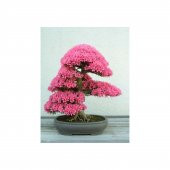 Tohum Dünyam Erguvan Bonzai Ağacı Tohumu 5 Adet Bonsai Ağacı Tohumu - 1