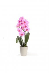 Tohum Dünyam Pembe Orkide Tohumu 5 Adet Tohum Phalaenopsis Çiçek Tohumu - 1