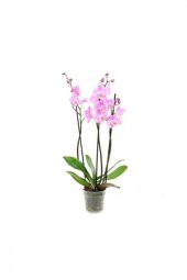 Tohum Dünyam Pembe Orkide Tohumu 5 Adet Tohum Phalaenopsis Çiçek Tohumu - 2