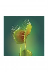 Tohum Dünyam Venus Fly Trap Tohumu 5 Adet Tohum Etçil Bitki Etobur Bitki Sinek Kapan - 2
