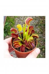 Tohum Dünyam Venus Fly Trap Tohumu 5 Adet Tohum Etçil Bitki Etobur Bitki Sinek Kapan - 3