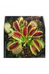 Tohum Dünyam Venus Fly Trap Tohumu 5 Adet Tohum Etçil Bitki Etobur Bitki Sinek Kapan - 4