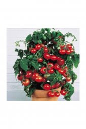Tohum Dünyam Çam Tohumculuk Cherry Saksılık Domates Tohumu 10 Adet Tohum - 4