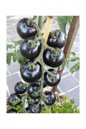 Tohum Dünyam Siyah Domates Tohumu 5 Adet Tohum Black Tomato - 2