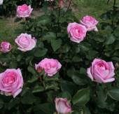 Tohum Dünyam 5 Adet Pembe Beverly Gül Tohumu - 2