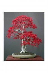 Tohum Dünyam Bodur Acer Rubrum Bonzai Ağacı Tohumu 5 Adet Bonsai Ağacı Tohumu - 1