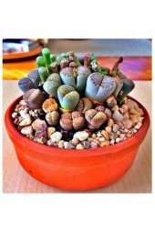 Tohum Dünyam Lithops Taş Çiçek Tohumu 15 Adet - 1