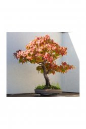 Tohum Dünyam Bodur Çınar Bonzai Ağacı Tohumu 5 Adet Bonsai Ağacı Tohumu - 2