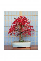 Tohum Dünyam Bodur Acer Rubrum Bonzai Ağacı Tohumu 5 Adet Bonsai Ağacı Tohumu - 3