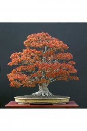 Tohum Dünyam Acer Palmatum Bonsai Tohumu 3 Adet - 1