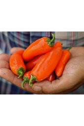 Tohum Dünyam Orange Spice Jalepeno Biber Tohumu - 1