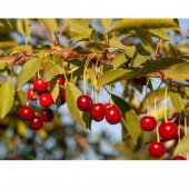 Tohum Dünyam 5 Adet Organik Montmorency Cherry (Kiraz) Ağacı Tohumu thumbnail 2