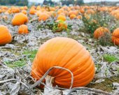 Tohum Dünyam 5 Adet Giant Pumpkin - Bambino Bal Kabağı Tohumu - 1