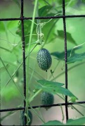 Tohum Dünyam 10 Adet Cucamelon Vine Tohumu - 4