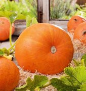 Tohum Dünyam 10 Adet Giant Pumpkin - Big Max Halloween Bal Kabağı Tohumu - 3