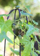 Tohum Dünyam 10 Adet Cucamelon Vine Tohumu - 5