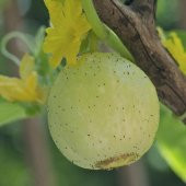 Tohum Dünyam 20 Adet Organic Crystal Apple Cucumber Tohumu - 2
