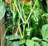 Tohum Dünyam 20 Adet Ancho / Poblano Biber Tohumu thumbnail 2