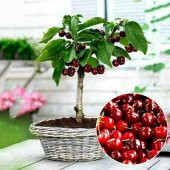 Tohum Dünyam 20 Adet Bodur Kiraz Ağacı Tohumu - 1