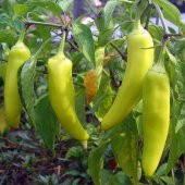 Tohum Dünyam 20 Adet Sweet Banana Biber Tohumu - 2