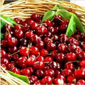 Tohum Dünyam 20 Adet Bodur Kiraz Ağacı Tohumu - 3