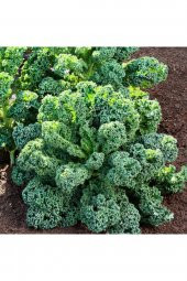 Tohum Dünyam Kıvırcık Lahana (curly Kale) Tohumu - 2