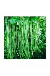 Tohum Dünyam İthal Uzun Çin Fasülyesi Tohumu 3 Fasulye Tohumu - 3