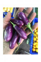 Tohum Dünyam Nadir Thailand Mini Kemer Patlıcan Tohumu 5 Adet Tohum - 3