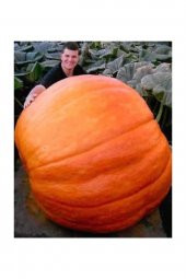 Tohum Dünyam Eko Paket 20 Adet Tohum Atlantik Giant Dev Kabak Tohumu - 1