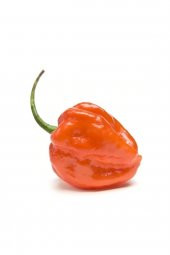 Tohum Dünyam Çok Acı Habanero Biberi Tohumu 20 Adet Tohum Biber Tohumu - 1