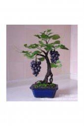 Tohum Dünyam Bodur Siyah Üzüm Bonzai Ağacı Tohumu 10 Adet Bonsai Ağacı Tohumu - 3
