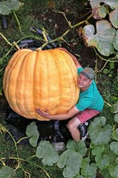 Tohum Dünyam Dev Bal Kabağı Tohumu / 10+ Adet Tohum - 1