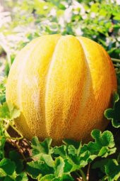 Tohum Dünyam On Dilim Çorum Kavunu Tohumu / 20+ Adet Tohum - 1