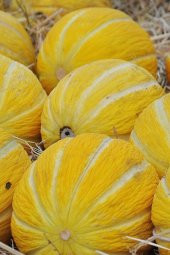 Tohum Dünyam On Dilim Çorum Kavunu Tohumu / 20+ Adet Tohum - 2