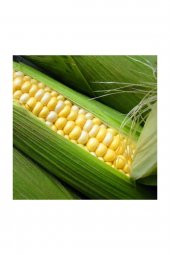 Tohum Dünyam Haşlamalık Süt Mısır Tohumu 20 Adet Tohum - 2