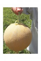 Tohum Dünyam Ananas Kavun Tohumu 30 Adet Tohum Bal Kavun - 2