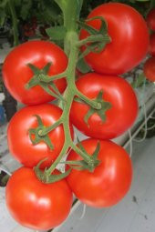 Tohum Dünyam Beşdeli Salkım Domatesi Tohumu / 20+ Adet Tohum - 1